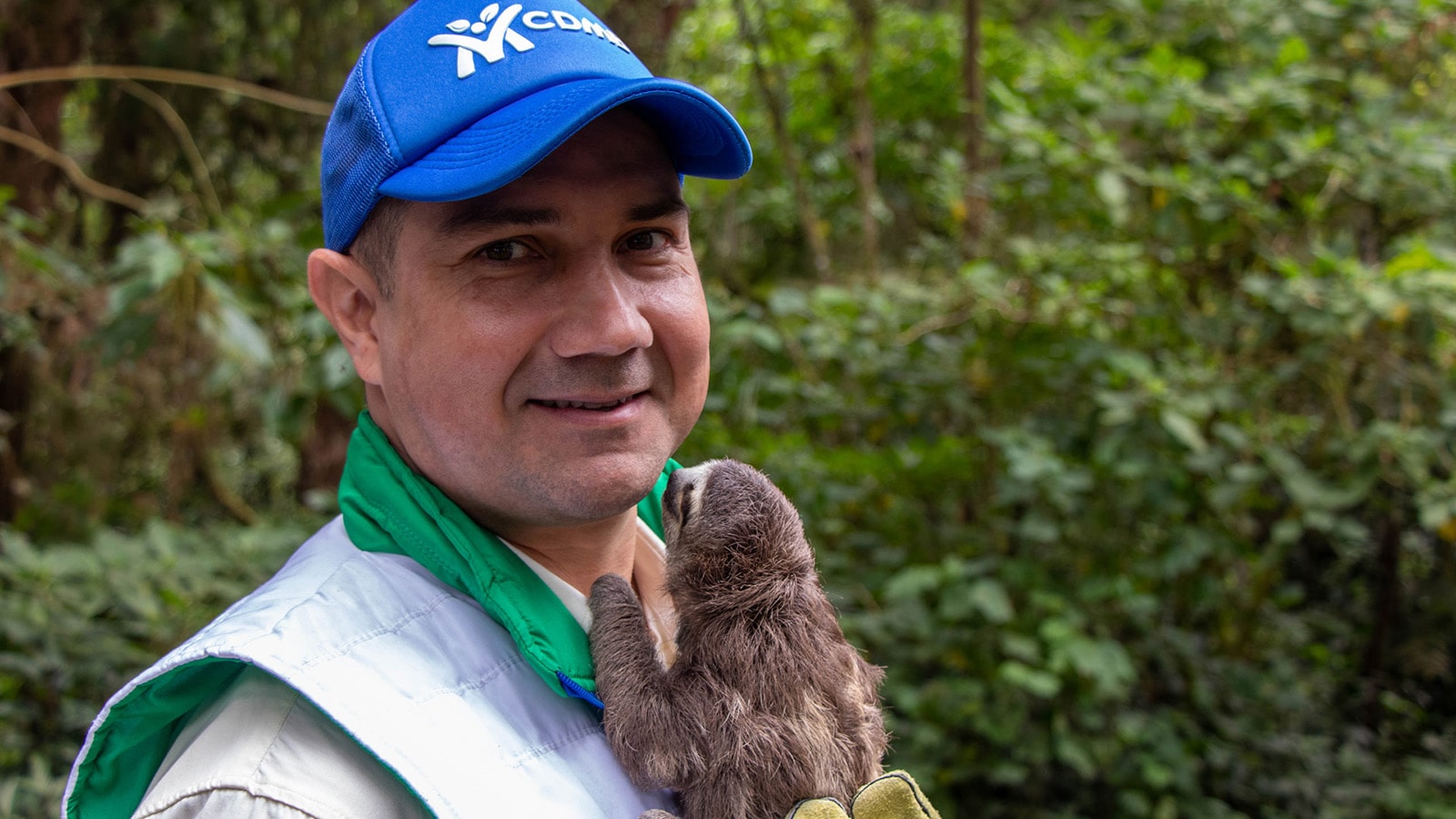 Perezoso Bradypus variegatus